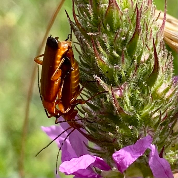 Zwei Kakerlaken beim Paarungsakt auf einer violetten Blume, mit einem unscharfen Hintergrund.