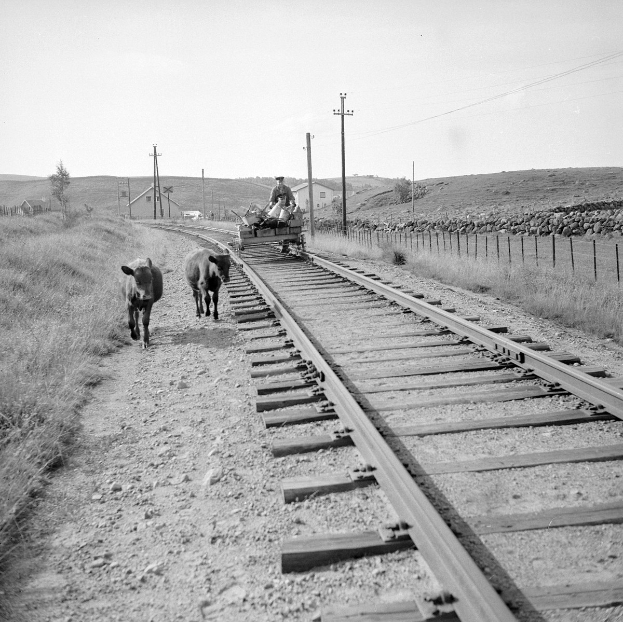 Schwarz-weiß-Foto von zwei Kühen, die auf den Schienen laufen, mit einer Person auf einem Fahrzeug im Vordergrund, Gras und einem Zaun auf beiden Seiten der Schienen und Häusern, Bäumen und Pfählen im Hintergrund unter dem Himmel.