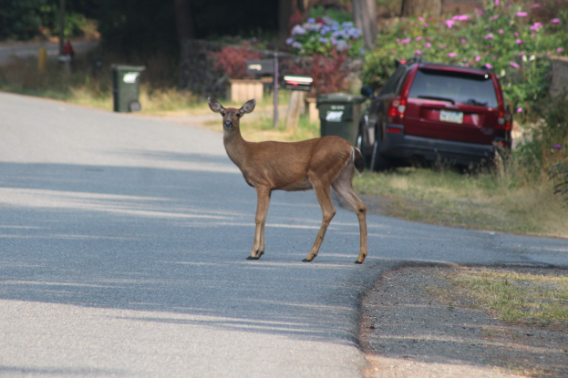 Ein Hirsch überquert eine Straße vor einem Haus, mit einem geparkten Auto auf der rechten Seite und Grünpflanzen und Mülltonnen im Hintergrund.