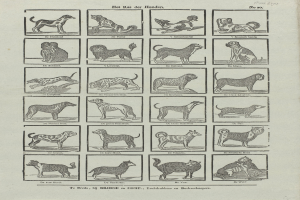 Ein offenes altes Buch mit verschiedenen Hundewelpen und begleitenden Textbeschreibungen.