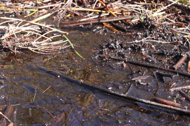 Kleiner Bach, der durch einen schlammigen, grasbewachsenen Wald fließt, mit Stöcken und Abfällen im Wasser.