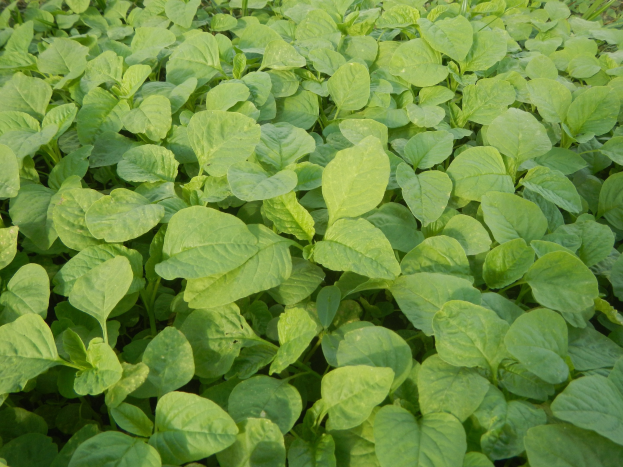 Grüne Sojabohnenpflanzen wachsen in einem Feld mit leuchtenden Blättern vor einem blauen Himmel.