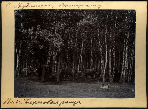 Schwarzes und weißes Foto einer Herde Kühe, die auf einer bewaldeten Fläche grasen, mit Bäumen und Text unten.