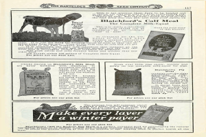 Eine alte Werbung für Blatchford's Kalbemahl mit einer hellbraunen Kuh mit weißer Schnauze und Brust, aufgerichteten Ohren und einem freundlichen Gesichtsausdruck, umgeben von fetter gelber Schrift.